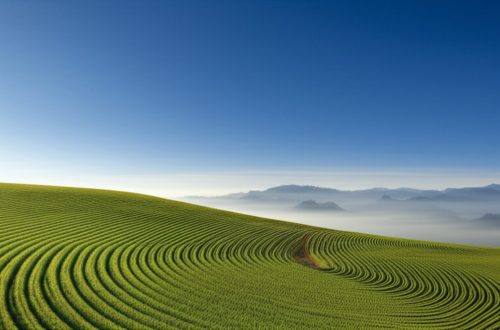 O Salto Épico da Fazenda para a Blockchain: A Transformação da AgriFORCE em AVAX One é uma Aposta do Século ou um Novo Capítulo para Wall Street?